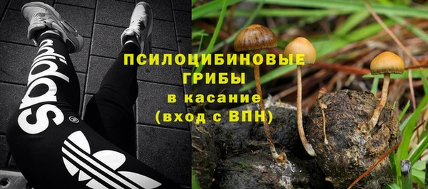 стаф Аркадак